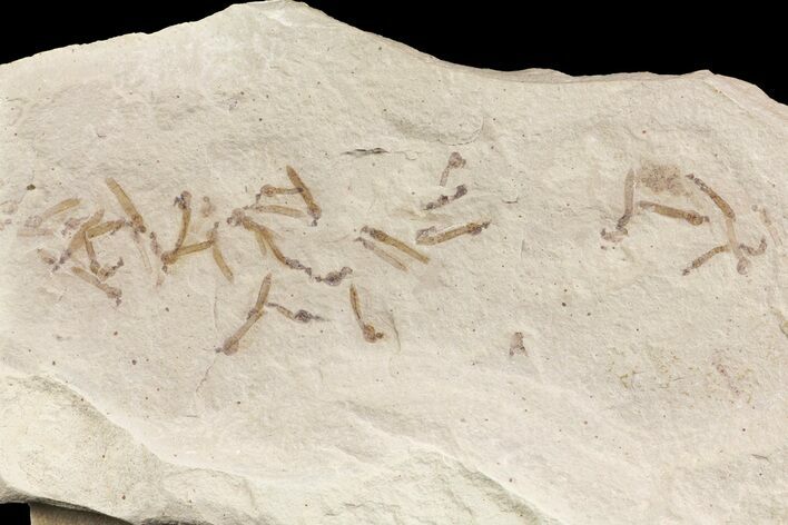 Fossil Cranefly (Pronophlebia) Cluster - Green River Formation, Utah